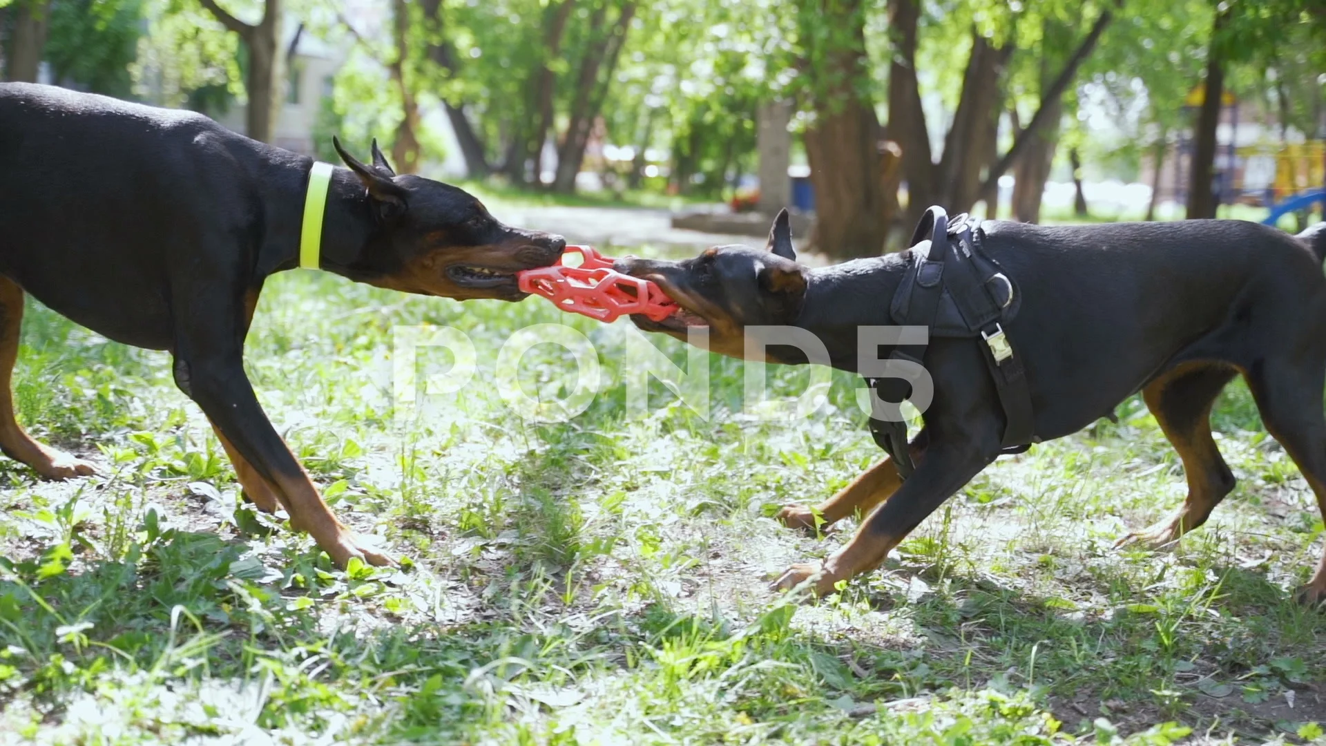 Play ball!  Doberman, Red socks fan, Dog love