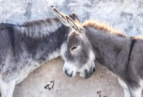 Doble donkey 库存照片