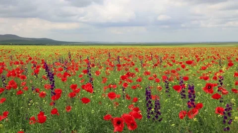 Dobrogea, Romania. Stock Footage 156502770