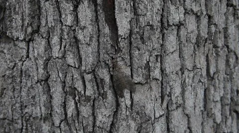 Dobson Fly on a tree 動画素材 64281780