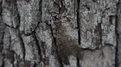 Dobson Fly on a tree Stockbeeldmateriaal 64281812