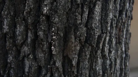 Dobsonfly(Hellgrammite) climbing on a tree. Stockbeeldmateriaal 76873281