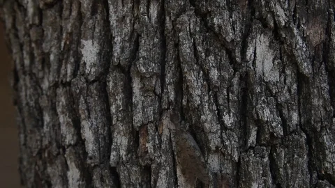 Dobsonfly(Hellgrammite) climbing on a tree. Stockbeeldmateriaal 76873309