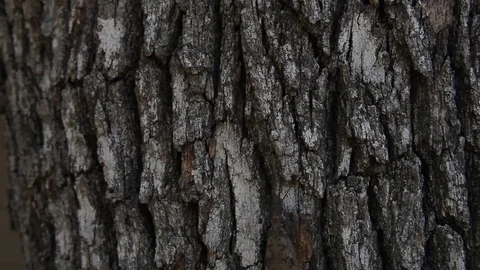 Dobsonfly(Hellgrammite) climbing on a tree. Stockbeeldmateriaal 76873478