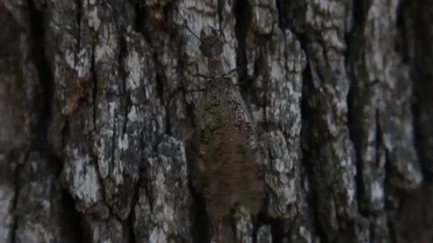 Dobsonfly(Hellgrammite) climbing on a tree. Stockbeeldmateriaal 76873682