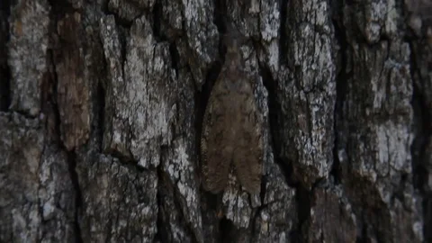 Dobsonfly(Hellgrammite) climbing on a tree. Stockbeeldmateriaal 76873726