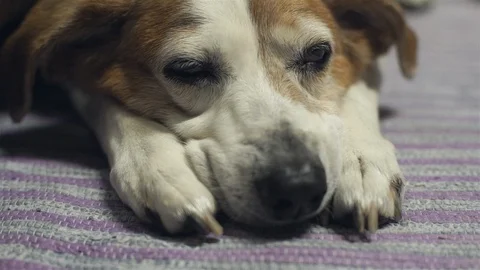 Docile Dog Bored Video stock 91974137