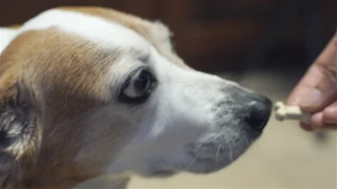 Docile Dog Bored Stock Footage 91978750