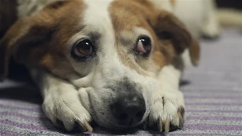 Docile Dog Bored Stock Footage 92068509