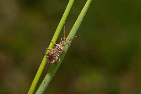 Dock bug climbing a green stem in nature close-up 库存照片