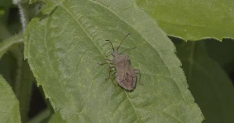 Dock bug (Coreus marginatus) closeup Stock Footage 136462581