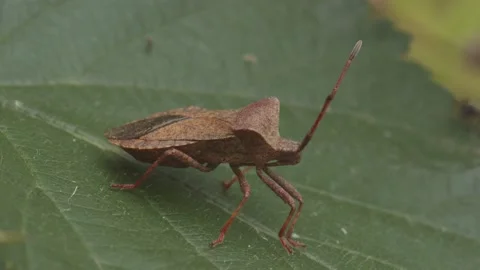 Dock bug (Coreus marginatus) closeup Stock Footage 199634806