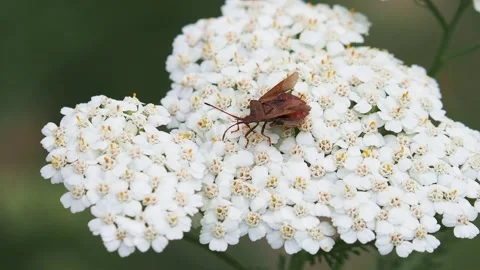 Dock bug, Coreus marginatus, feeding on white flower of yarrow plant Stock Footage 286310113