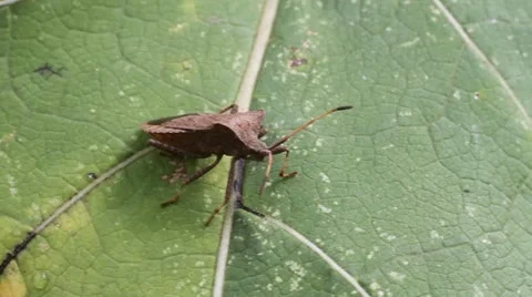 Dock Bug, Coreus marginatus Video stock 12055517