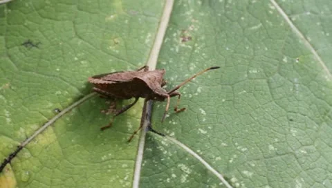 Dock Bug, Coreus marginatus Stock Footage