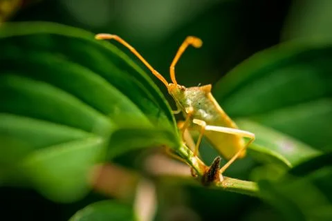 Dock bug Coreus marginatus on green berries, macro nature Stock Photos