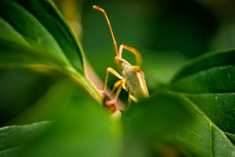 Dock bug Coreus marginatus on green berries, macro nature Stock Photos