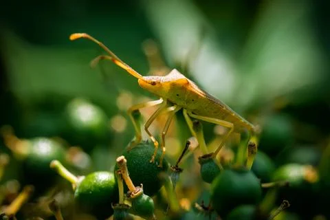 Dock bug Coreus marginatus on green berries, macro nature Stock Photos