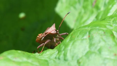 Dock Bug Coreus marginatus or Dock Leaf Bug on the leaf in copulation Devon Stock Footage 205424488