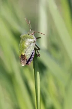 The dock bug (Coreus marginatus) Stock Photos