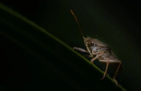 A dock bug on a leaf night photo. Stock Photos