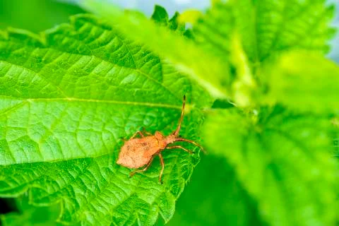 Dock bug on a leaf Stock Photos
