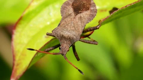 Dock Bug or Dock Leaf Bug, Coreus marginatus Stock Footage 153344495