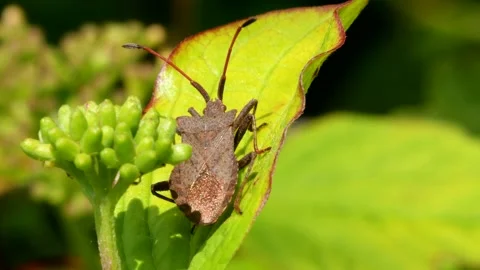 Dock Bug or Dock Leaf Bug, Coreus marginatus Stock Footage 153364744