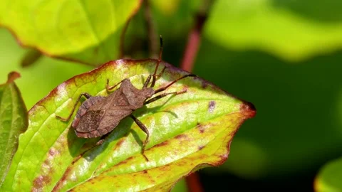 Dock Bug or Dock Leaf Bug, Coreus marginatus Stock-Footage 153369972