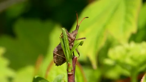 Dock Bug or Dock Leaf Bug, Coreus marginatus Stock Footage 153390319