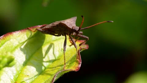 Dock Bug or Dock Leaf Bug, Coreus marginatus Stock Footage 153390544