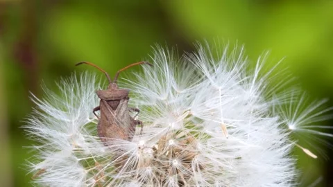 Dock Bug or Dock Leaf Bug on the Common Dandelion seeds Stock Footage 153423123