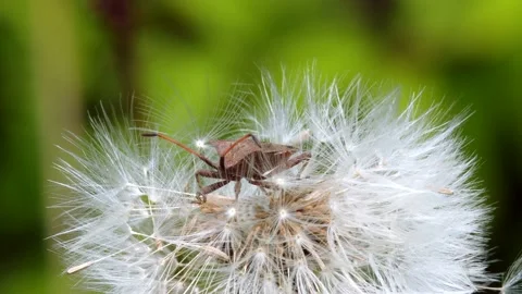 Dock Bug or Dock Leaf Bug on the Common Dandelion seeds Vídeo Stock 153424600