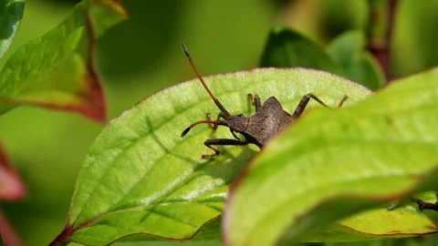 Dock Bug or Dock Leaf Bug, Coreus marginatus Stock-Footage 153445124