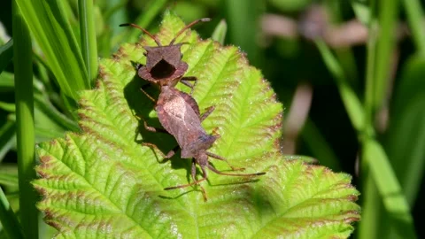 Dock Bug or Dock Leaf Bug, Coreus marginatus in copulation Video stock 155224718