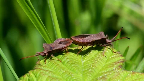 Dock Bug or Dock Leaf Bug, Coreus marginatus in copulation Stock-Footage 155225306