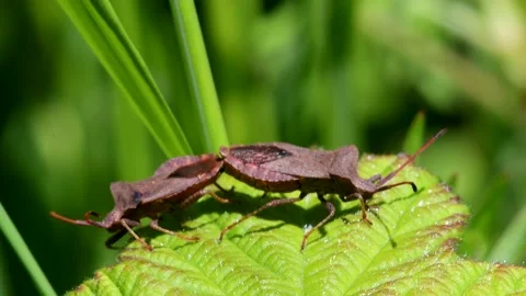Dock Bug or Dock Leaf Bug, Coreus marginatus in copulation Stock Footage 155226245