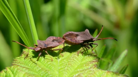Dock Bug or Dock Leaf Bug, Coreus marginatus in copulation Stock Footage 155418931