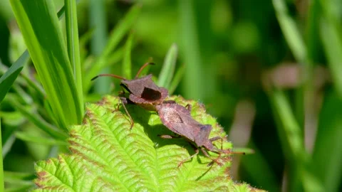 Dock Bug or Dock Leaf Bug, Coreus marginatus in copulation Stock Footage 156269880