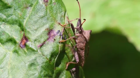 Dock Bug or Dock Leaf Bug, Coreus marginatus Vidéo 167944859