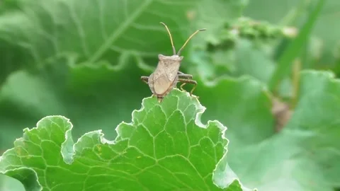 Dock Bug Or Dock Leaf Bug, Coreus Marginatus 5 Video stock 170591210