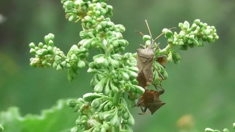 Dock Bug Or Dock Leaf Bug, Coreus Marginatus 4 Video stock 170591213