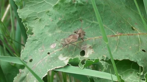 Dock Bug Or Dock Leaf Bug, Coreus Marginatus 2 Video stock 170591216