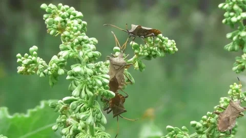 Dock Bug Or Dock Leaf Bug, Coreus Marginatus1 Video stock 170591219