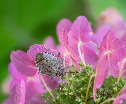 Dock bug on a ping hydrangea flower Foto stock