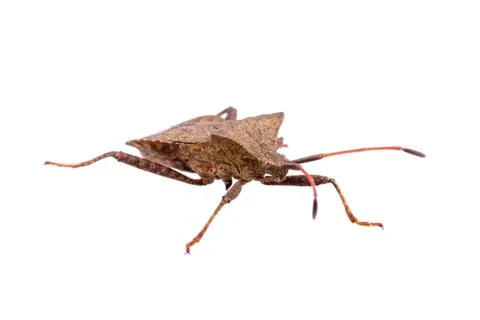 Dock Bug on a white background Foto stock
