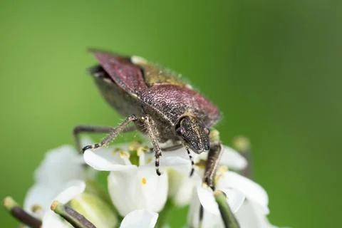 Dock bug on a white flower Stock Photos