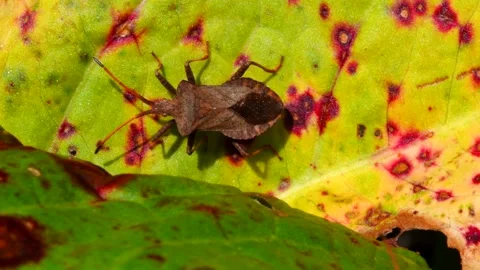 Dock Bugs - Coreus marginatus Stock-Footage 138442389