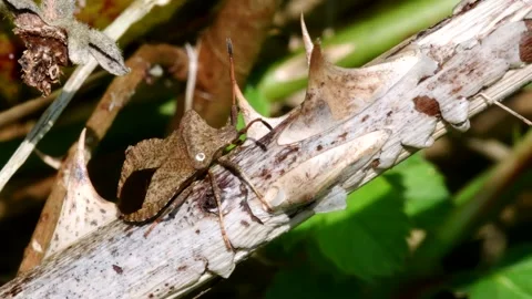 Dock Bugs - Coreus marginatus Видео 138442615