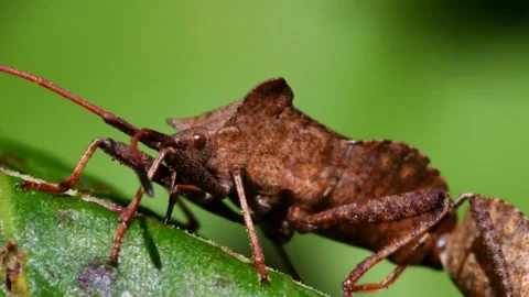 Dock Bugs - Coreus marginatus Видео 138443515